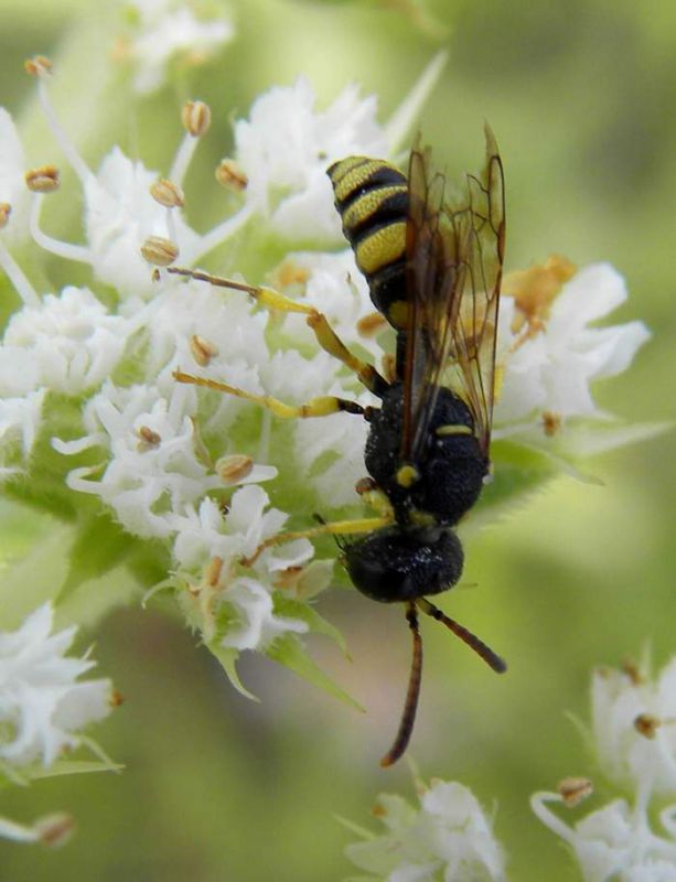 Cerceris sp., Lido di Venezia - S. Nicolo- 3 agosto 2010.jpg