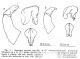 Palestrini,C. 1981 Onthophagus fracticornis (Preyssl.) e O.similis (Scriba)  .jpg