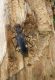 Xylosteus spinolae_femmina (2).jpg