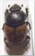 Ontophagus gibbulus.jpg