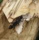 Xylosteus spinolae maschio(2).jpg