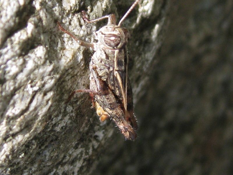 1 - H-0066 - F037.05 - a Berbenno, staccionata - 05 LUG 2009 286.jpg