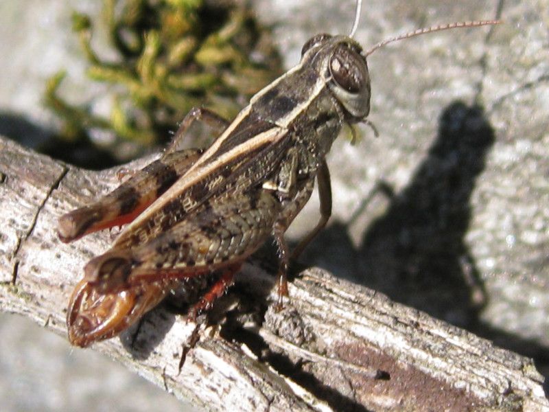 1 - H-0066 - F037.05 - a Berbenno, staccionata - 05 LUG 2009 296.jpg