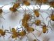 slings araneidae.JPG