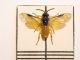 Arge ochropus M(16.04.2011) 004.jpg