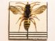 Sphecidae (16.04.2011) 010.jpg