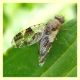 Sciomyzidae (1).JPG