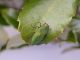 Turchia_Taraylar_Quercus_coccifera_17-IV-2011_F011.JPG