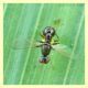Sepsidae.JPG