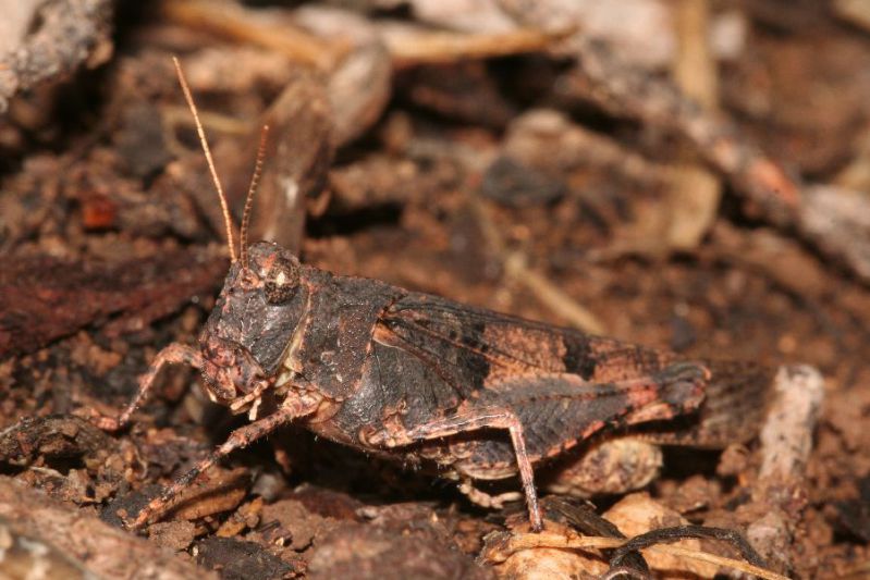 Oedipoda sp. Monte Pellegrino, dintorni santuario S. Rosalia - PA. 13 Settembre 2009 (3).jpg