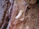 Prinobius_myardi_larva in celletta.jpg