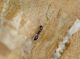 formichina lato e.JPG