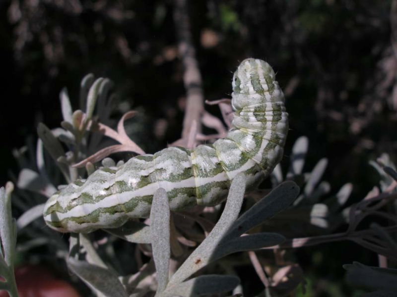 Cucullia su Artemisia_Sicilia 2011 090.jpg