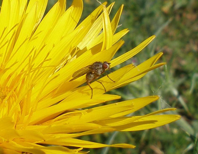 Dittero su Scolymus hispanicus_sud Centuripe_Sicilia 2011 111.jpg