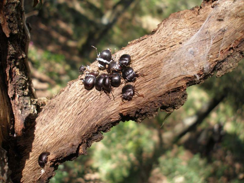 Accanthopus velikensis (Piller & Mitterpacher, 1783) - Tenebrionidae_Sicilia 2011 148.jpg