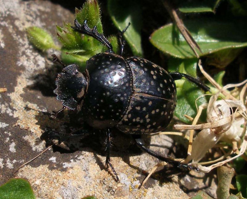 Scabaeus variolosus_Piano Zucchi_Sicilia 2011 214.jpg