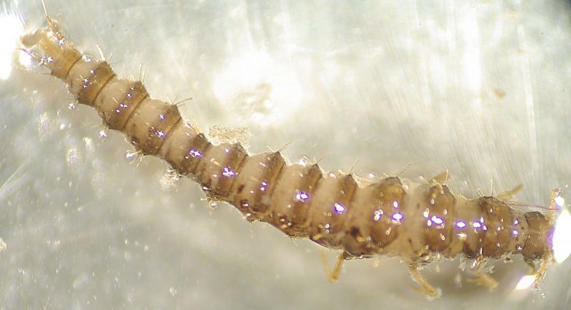 larva2.jpg