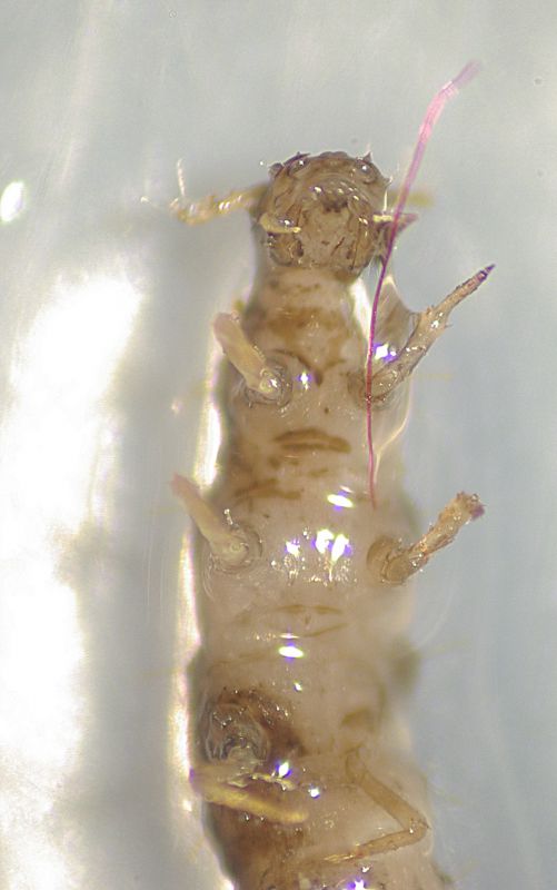 larva1.jpg