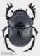 Scarabaeus_Ateuchetus_variolosus_FEI_clido.jpg
