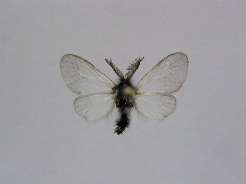 Ptilocephala sp..JPG