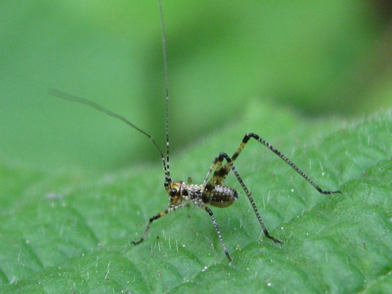 2 - H-1105L2 - F035.45 - e Ca Bardagli - 12 MAG 2009 021.jpg