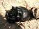 Copris cavolinii o lunaris_Ficuzza_Sicilia 2011 279.jpg