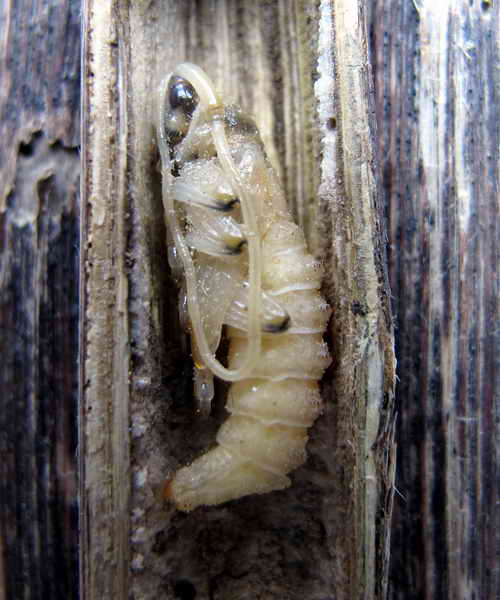 Pupa Agapanthia 004.jpg