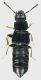 Staphylinidae_GRA_km29_11-IV-2011_3,5mm.jpg