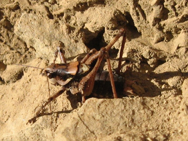 4 - H-0061 - 012 - Colina di Postalesio 29 NOV 2006 022.jpg