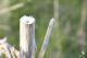 Agapanthia_osmanlis_IMG_9644.JPG