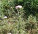 Carduus sp_Galactites_Sicilia 2011 081.jpg