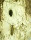 Grammoptera ustulata_Ficuzza_0 013.jpg