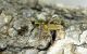 Grammoptera ustulata_Ficuzza_0 016.jpg