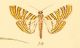 Glyphodes-duponti.jpg