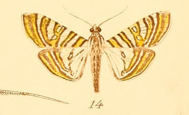 Glyphodes-duponti.jpg