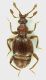 Pselaphino_Rocca_Priora_14_XI_2010_1,7mm.jpg