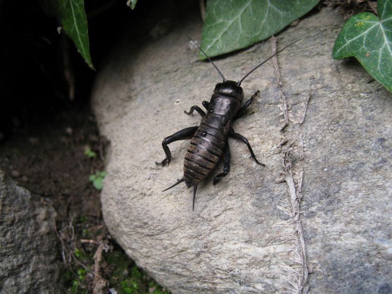 9 - H-0055 - F043.05 - Madonnina - 12 OTT 2010 063.jpg