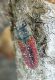 Anthaxia_Puerto la Ragua 027.jpg