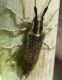 IMG_5943 Cerambicidae2_.jpg