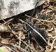 IMG_5832 Cerambicide.jpg
