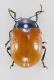 Chrysolina (Melasomoptera) grossa (Fabricius 1792) r.jpg