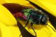 IMG_5930 Antaxia.jpg