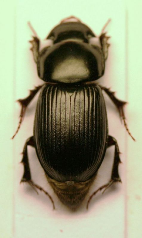 Acrossus laticollis  corno.JPG