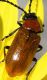 IMG_5974 Coleottero2.jpg
