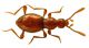 Scydmaenus (Cholerus) rufus Müller & Kunze 1822.jpg