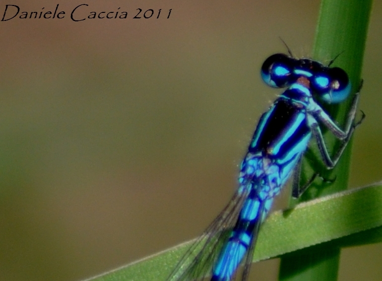 coenagrion1.jpg