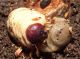larva1.jpg