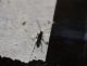 tn_viridipennis (7).JPG