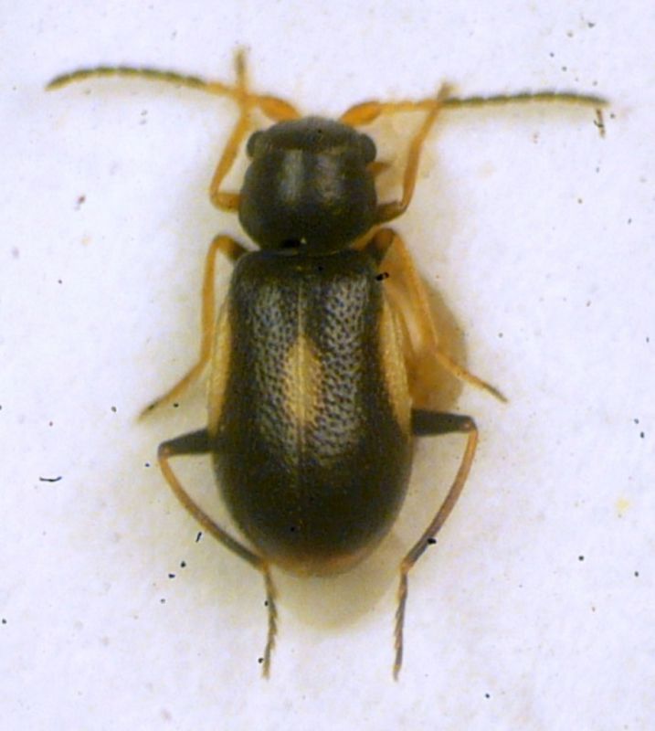 Colotes maculatus (Laporte de Castelnau 1836).JPG