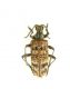 Rhagium inquisitor_female_Campigna 010.jpg